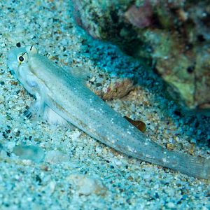 Shoulder-bar Goby