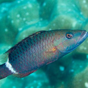 Ringtail Wrasse