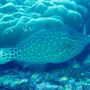 Scribbled Filefish