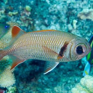Epaulette Soldierfish