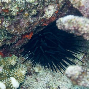 Sea Urchin