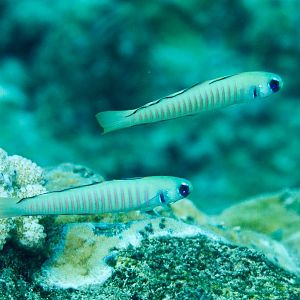 Zebra Dartfish