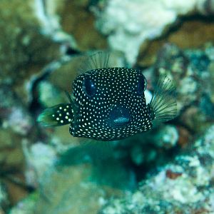 Black Boxfish