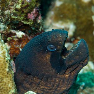 Masked Moray