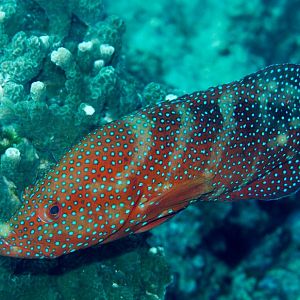 Coral Rockcod