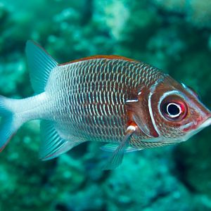 White-tailed Squirrelfish