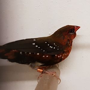 Red avadavat