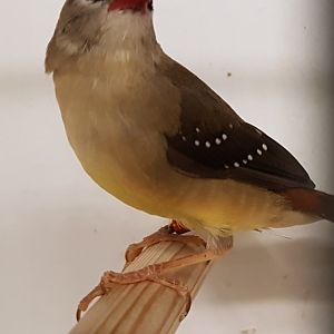 Red avadavat