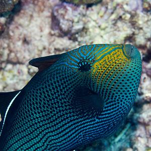 Black Triggerfish