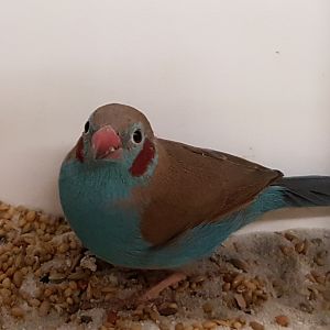Red-cheeked cordon-bleu