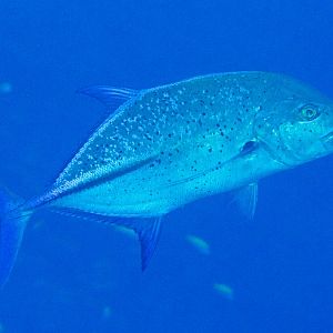 Bluefin Trevally