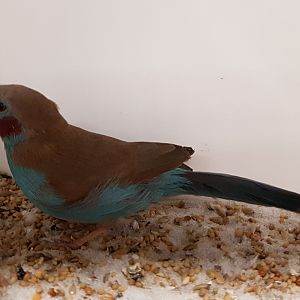 Red-cheeked cordon-bleu