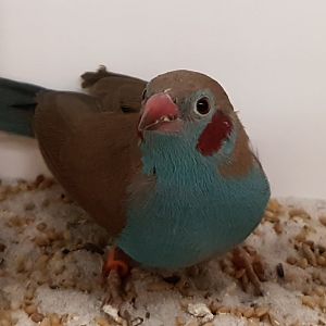 Red-cheeked cordon-bleu