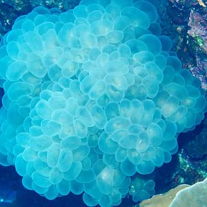 Bubble Coral