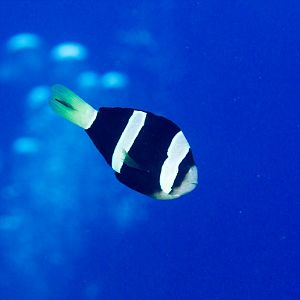 Clark's Anemonefish