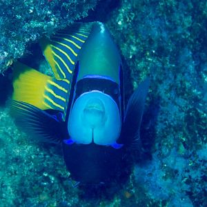 Emperor Angelfish