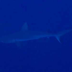 Grey Reef Shark