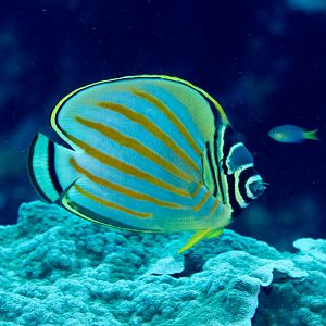 Ornate Butterflyfish