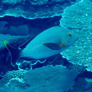 HUmpback (aka Paddletail) Snapper