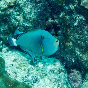 Pinktailed Triggerfish