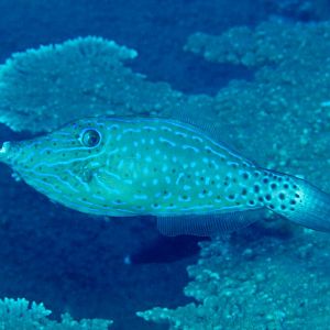 Scribbled Filefish