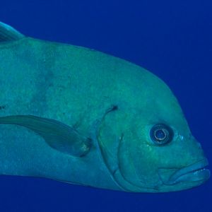 Black Trevally