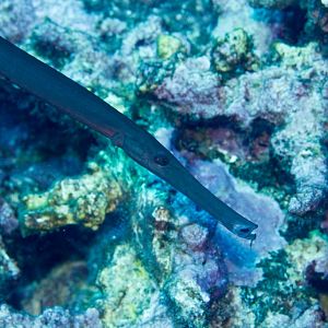 Trumpetfish