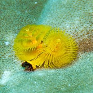 Christmas Tree Worm