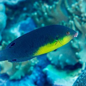 Yellow-breasted Wrasse