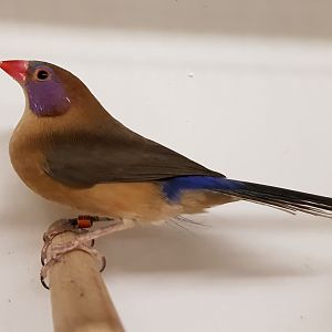 Violet-eared waxbill