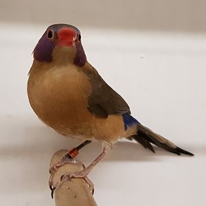 Violet-eared waxbill