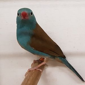 Blue-capped cordon-bleu