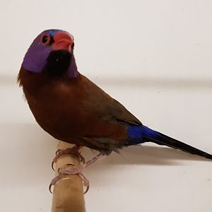 Violet-eared waxbill