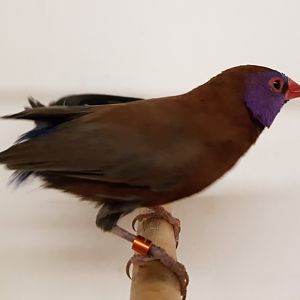 Violet-eared waxbill