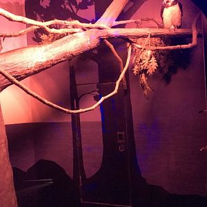 Spectacled Owl Exhibit