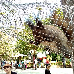 Squirrel