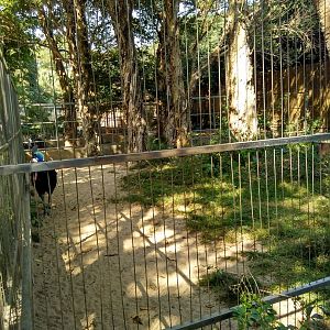 Cassowary and its exhibit