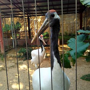 Red-crowned crane