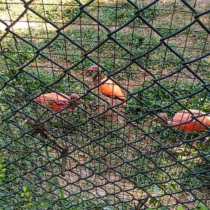 What ibis is this?Maybe a juvenile?