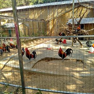 Yes,chicken in zoo