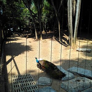 Exhibit for blue peafowl and guineafowl