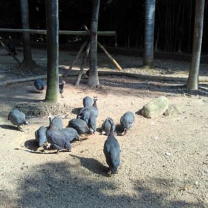 Guineafowl