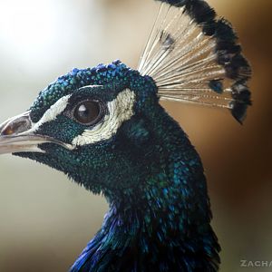 Jan. 2017 - Indian Peafowl