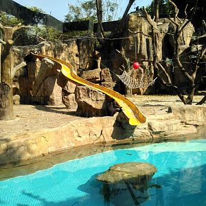 Exhibit for black-crested mangabey