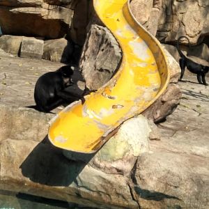 Black-crested mangabey