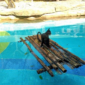 Black-crested mangabey