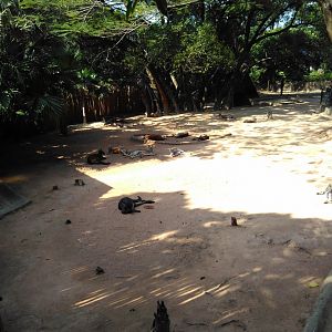 Kangaroo exhibit