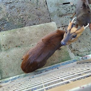 Reeve's muntjac