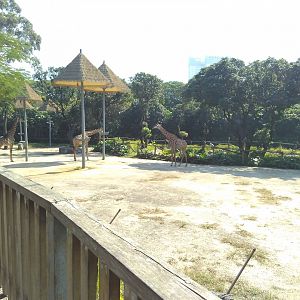 Giraffe exhibit and marabou stork exhibit(in the back)