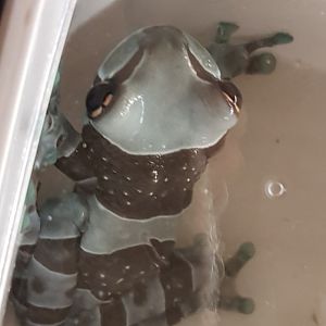 Amazon milk frog - Trachycephalus resinifictrix